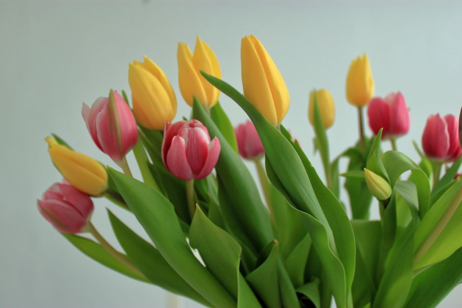 Bouquets de saison : quelles fleurs au printemps ?
