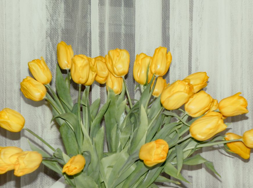 Bouquets de saison : quelles fleurs au printemps ?